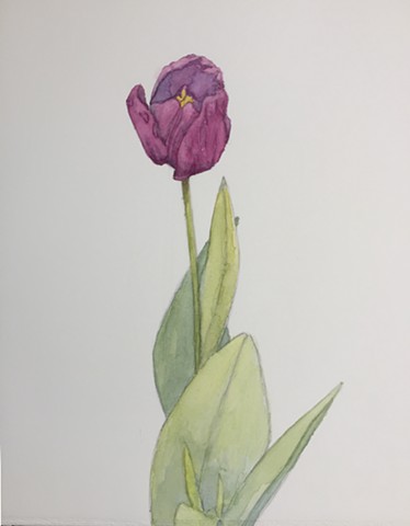 Purple Tulip, Botanical study