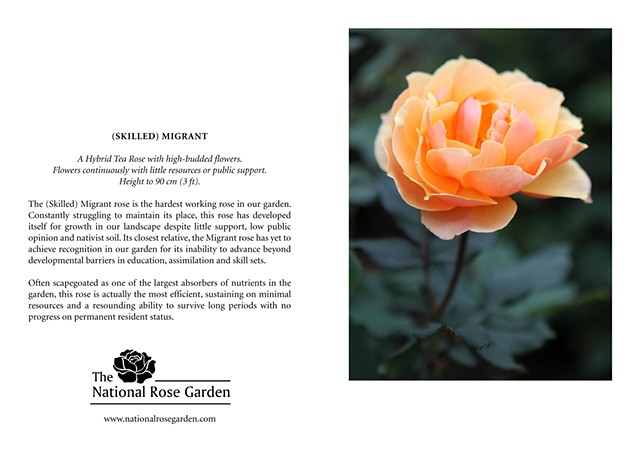 Selections From The National Rose Garden Notecard
(Skilled) Migrant