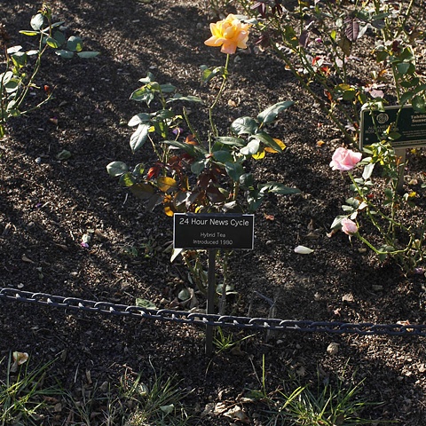 24 Hour News Cycle
From The National Rose Garden Series