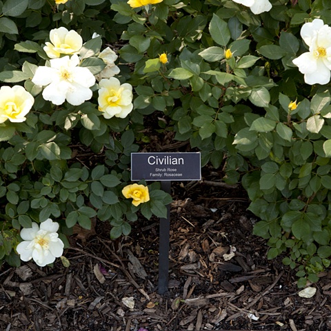 Civilian
From The National Rose Garden Series