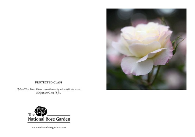 Selections From The National Rose Garden Notecard
Protected Class