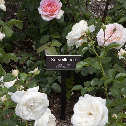 Surveillance
From The National Rose Garden Series