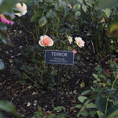 TERROR
From The National Rose Garden Series