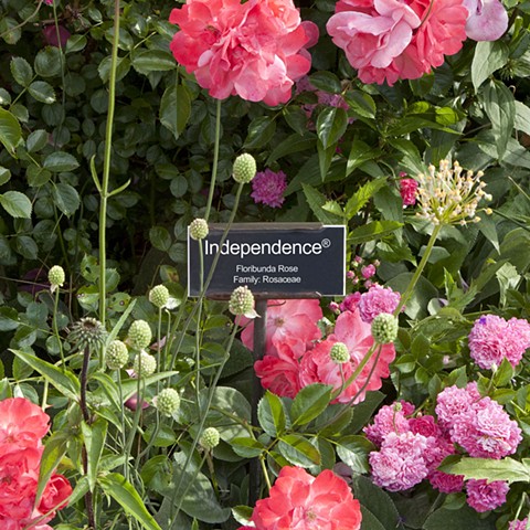 Independence ®
From The National Rose Garden Series