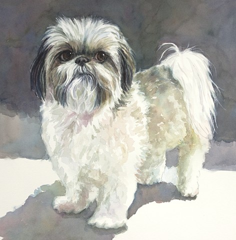 Shih Tzu, Shitzu, shihtzu, watercolor painting by Edie Fagan, dog, portrait, adored dogs