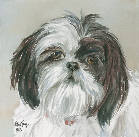 Edie Fagan Adored Dogs watercolor portrait of dog watercolor painting of black and white shih tzu dog