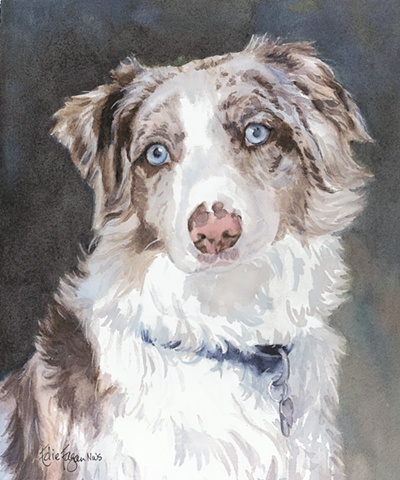 Edie Fagan Adored Dogs watercolor painting of dog watercolor painting of Austrailian Shepherd dog blue eyes