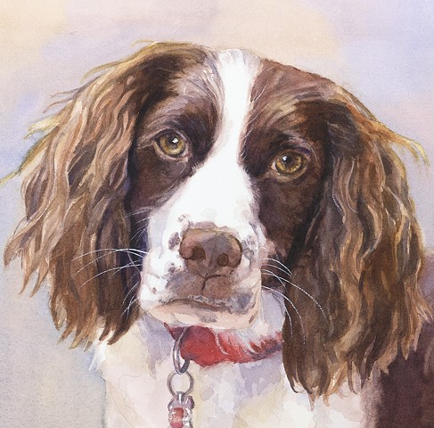 English Springer Spaniel, dog, watercolor painting by Edie Fagan Adored Dogs