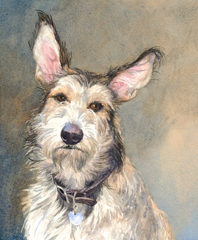 Berger Picard shepherd dog painting watercolor by Edie Fagan Adored Dogs