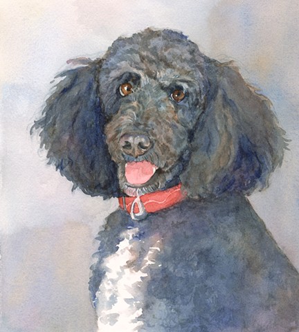 Black Labradoodle watercolor painting by Edie Fagan Adored Dogs
