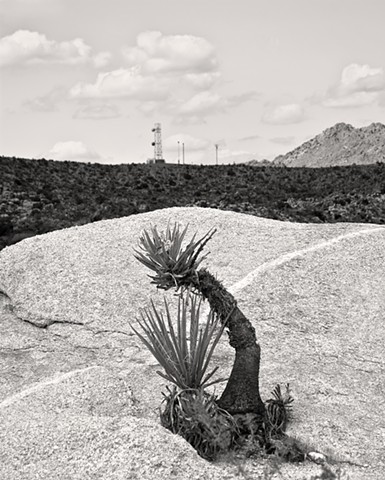 Kokopelli In The Mojave Yucca
The Granite Mountains, Mojave Desert