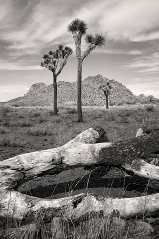 Dead Joshua Tree, Three Psychopomps
Joshua Tree National Park, Mojave Desert 