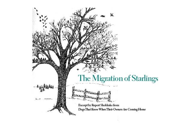 Migration of Starlings, front cover
