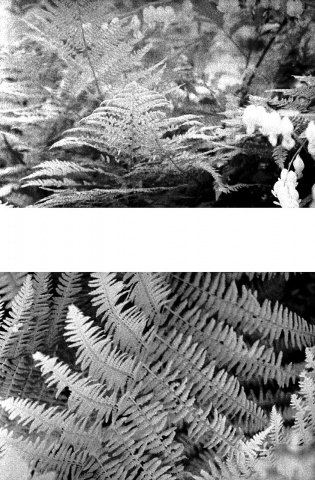 Things in the Yard, Ferns