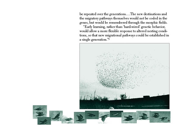 Migration of Starlings #11