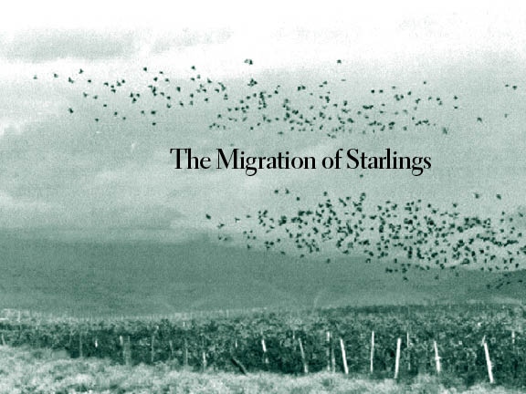 Migration of Starlings #1