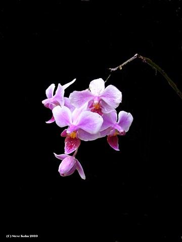 Orchid No. 2