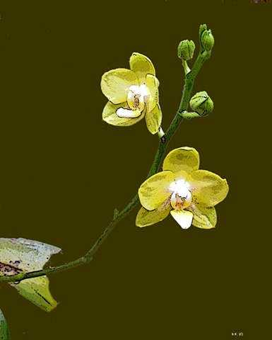 Orchid No. 56