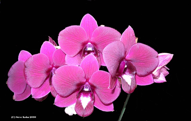 Orchid No. 4