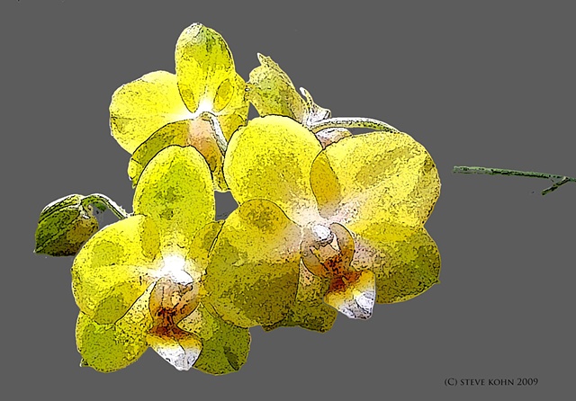 Orchid No. 52