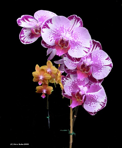 Orchid No. 7