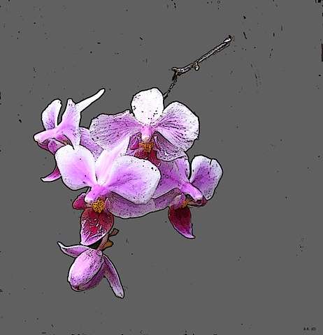 Orchid No. 59