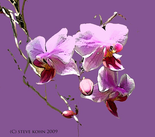 Orchid No. 55