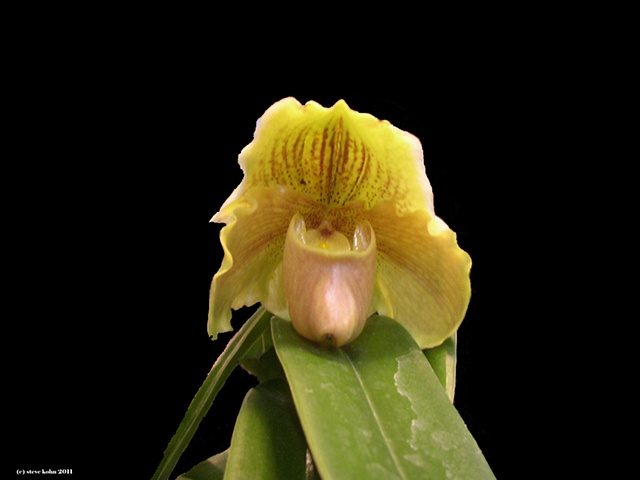 Orchid No. 137