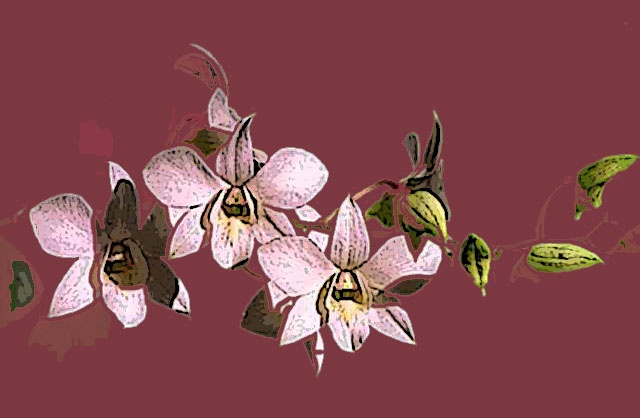 Dendrobium No. 2