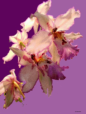 Orchid No. 67B