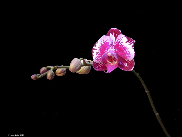 Orchid No. 132