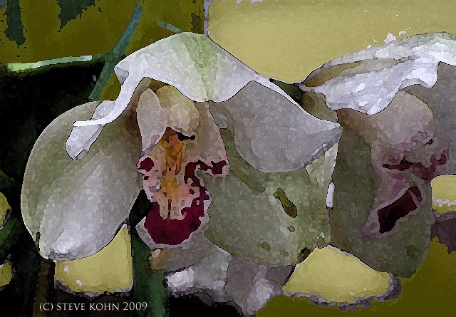 Orchid No. 49