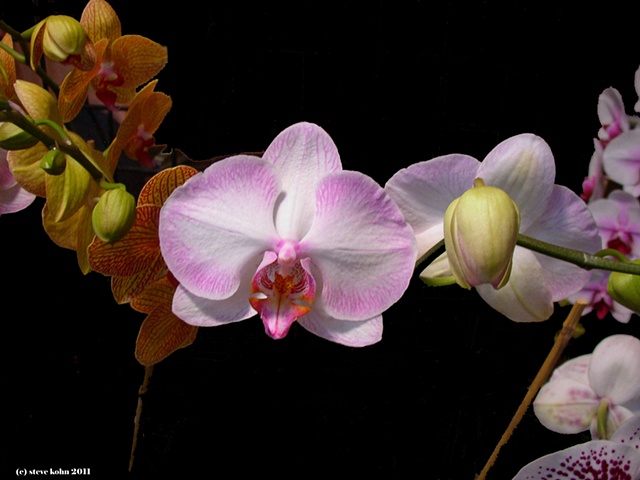 Orchid No. 138
