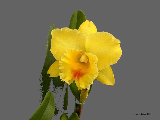 Orchid No. 107