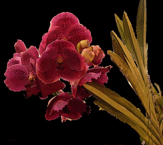 Orchid No. 64