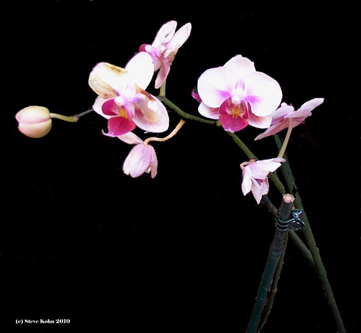 Orchid No. 128