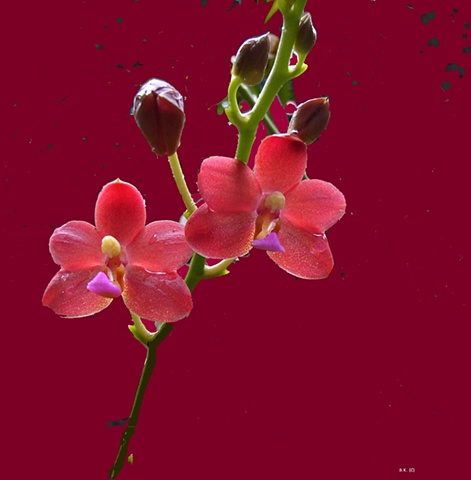 Orchid No. 57