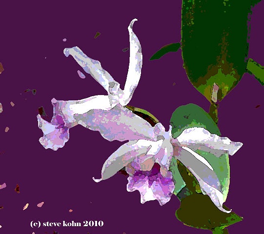 Orchid No. 39