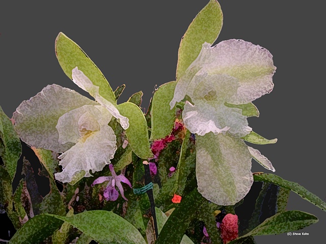 Orchid No. 92