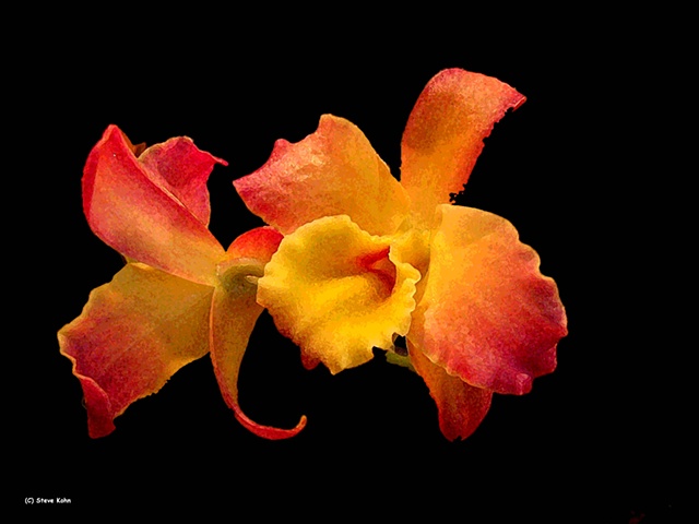 Orchid No. 97