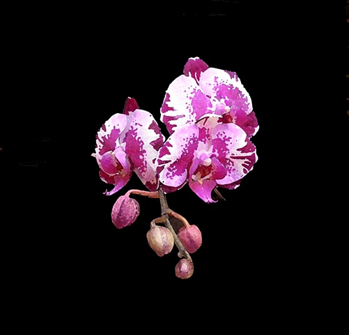 Orchid No. 133