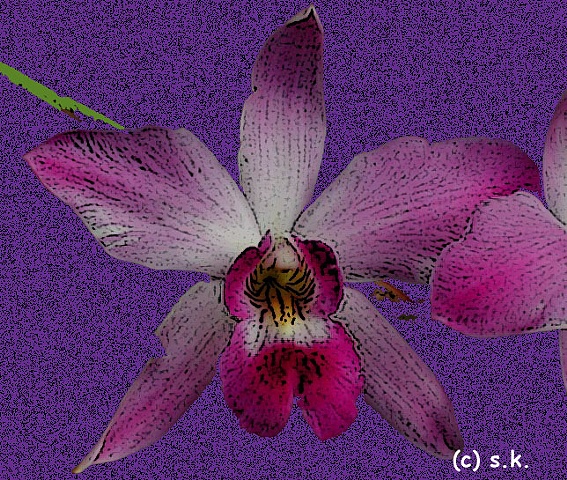 Orchid No. 6