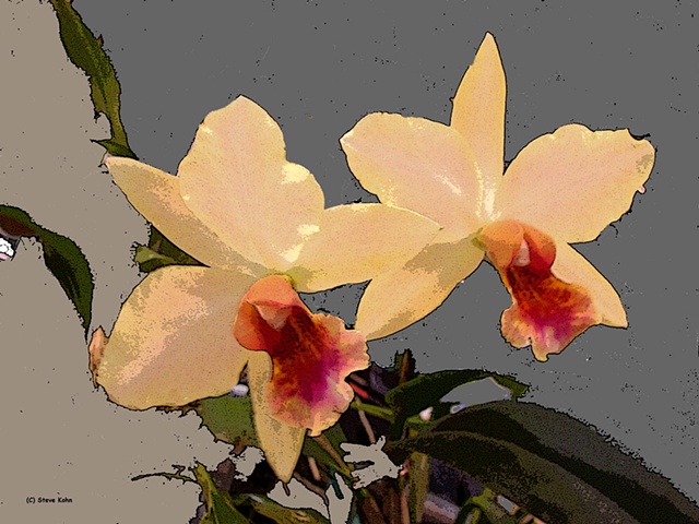 Orchid No. 88