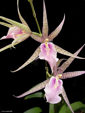 Orchid No. 125