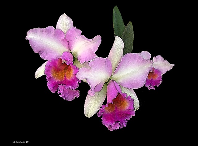 Orchid No. 104
