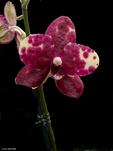 Orchid No. 127