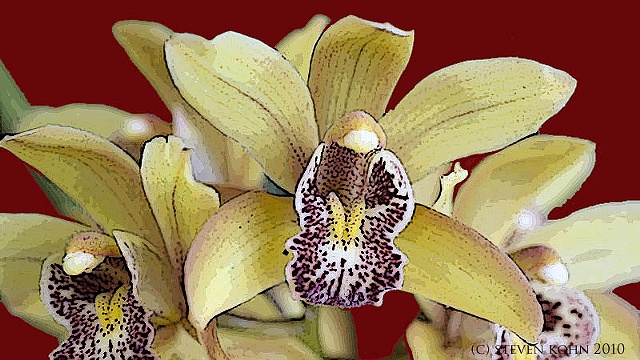 Orchid No. 29B