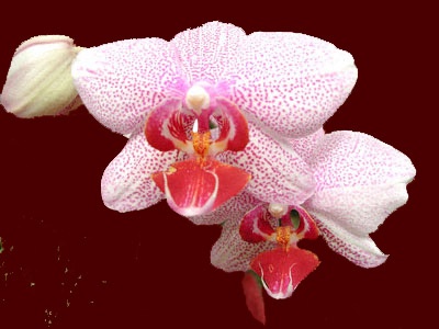 Orchid No. 31