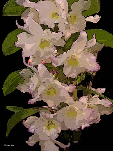 Orchid No. 96