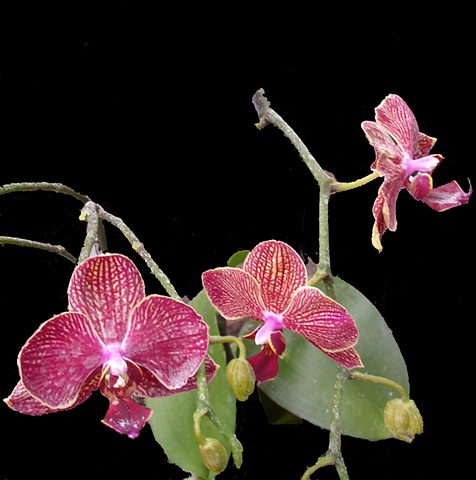 Orchid No. 131